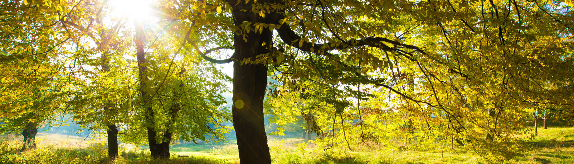 Le Tai-Chi pour un mieux-�tre!